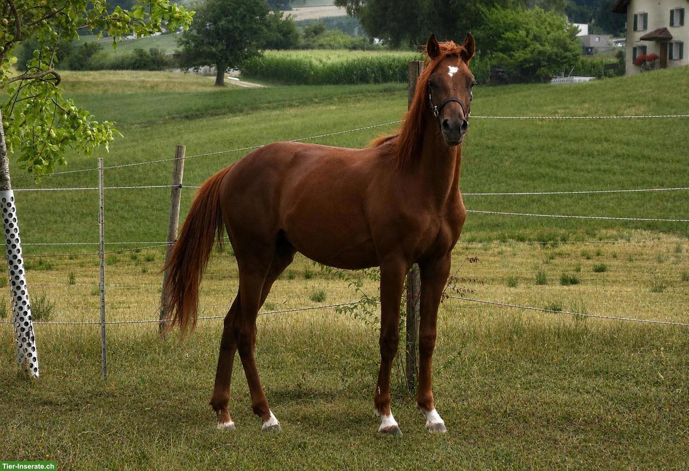 Bild 3: 1-jähriger CH-Sportpony Hengst aus eigener Zucht zu verkaufen