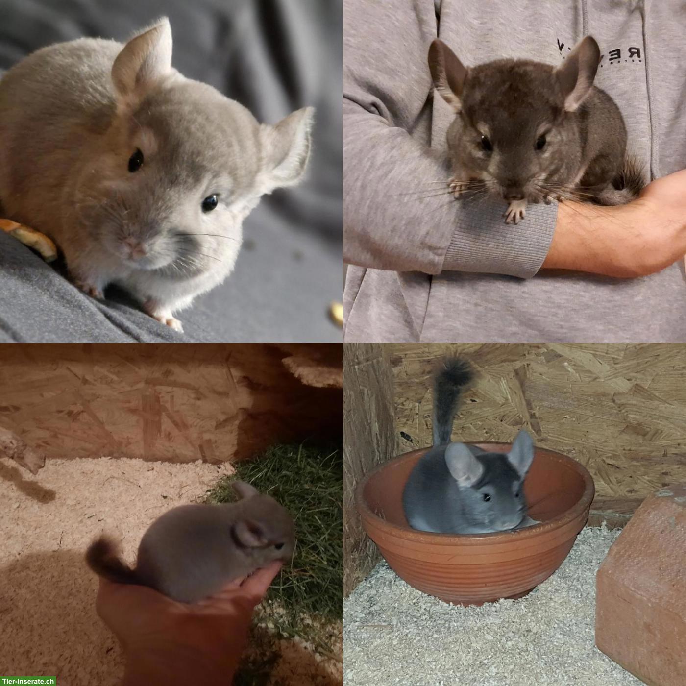 Chinchilla Jungtiere suchen liebevolles Zuhause