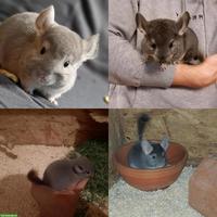 Chinchilla Jungtiere suchen liebevolles Zuhause