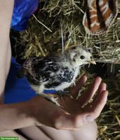 Junger Appenzeller Mix Hahn