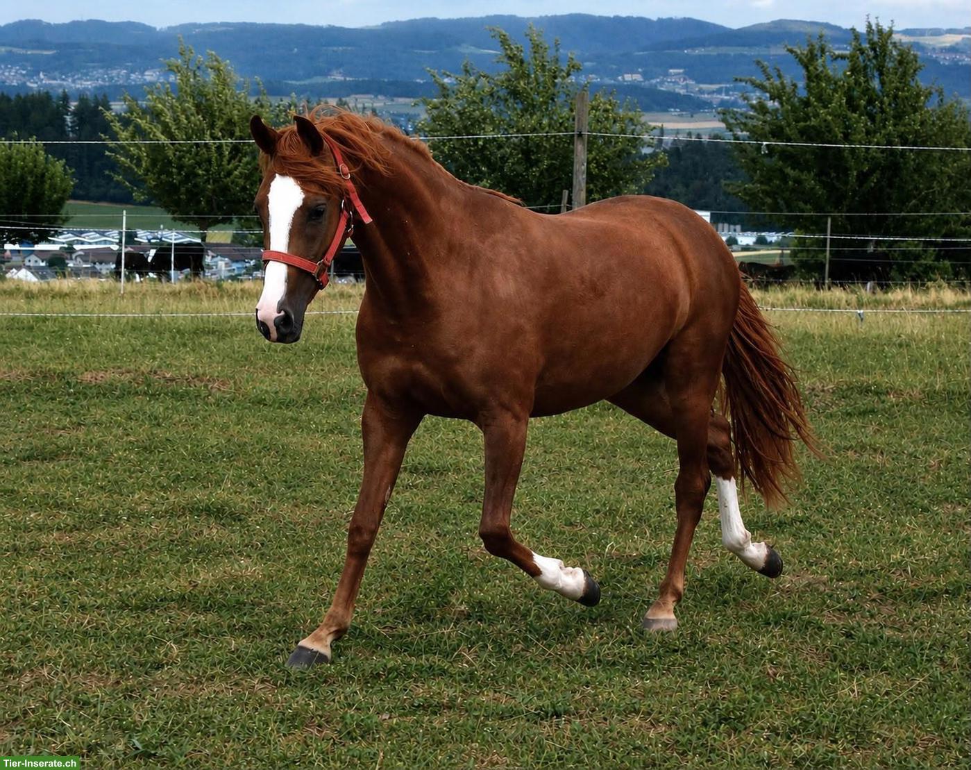 2-jährige CH-Sportpony Stute aus eigener Zucht zu verkaufen