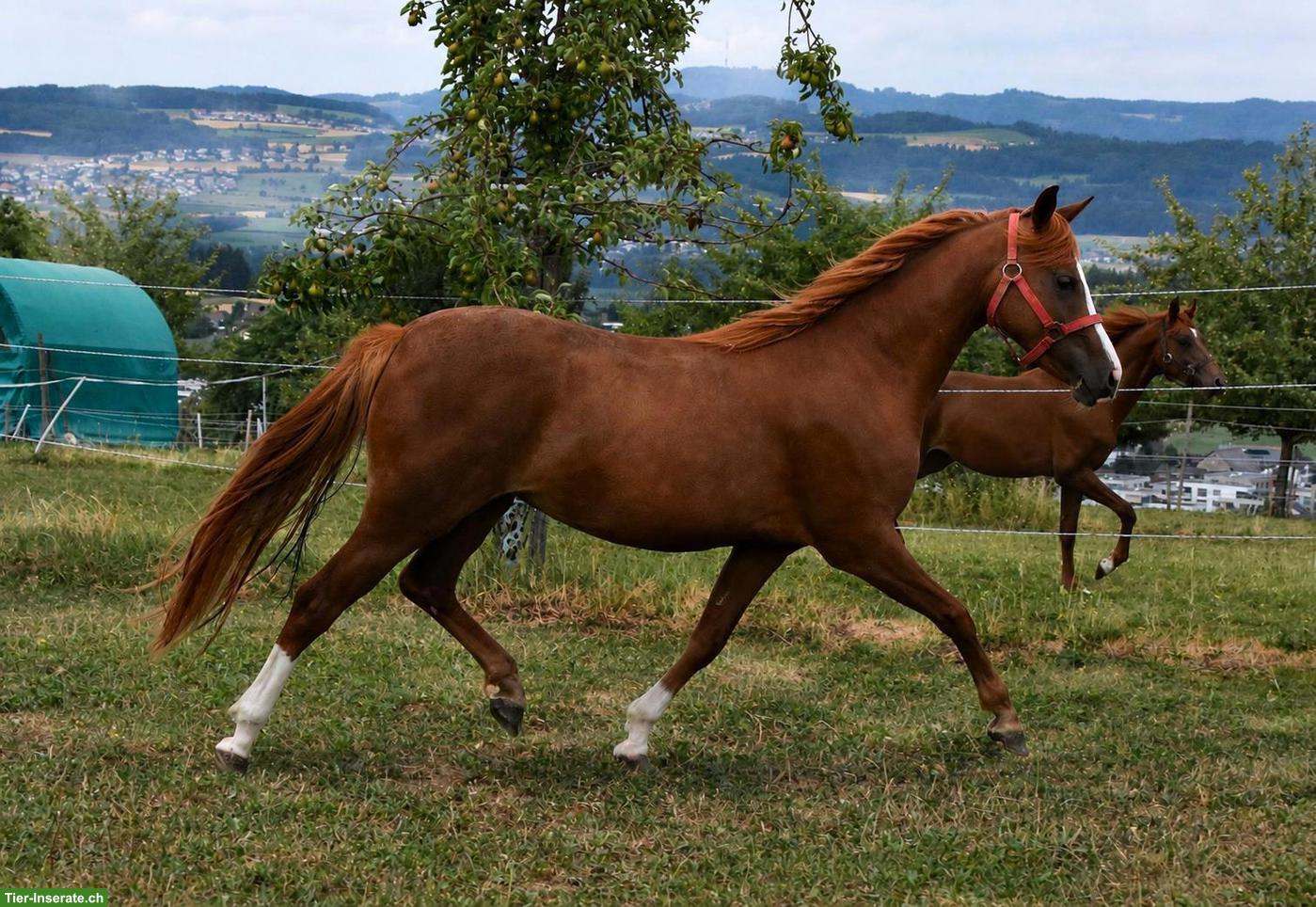 Bild 2: 2-jährige CH-Sportpony Stute aus eigener Zucht zu verkaufen