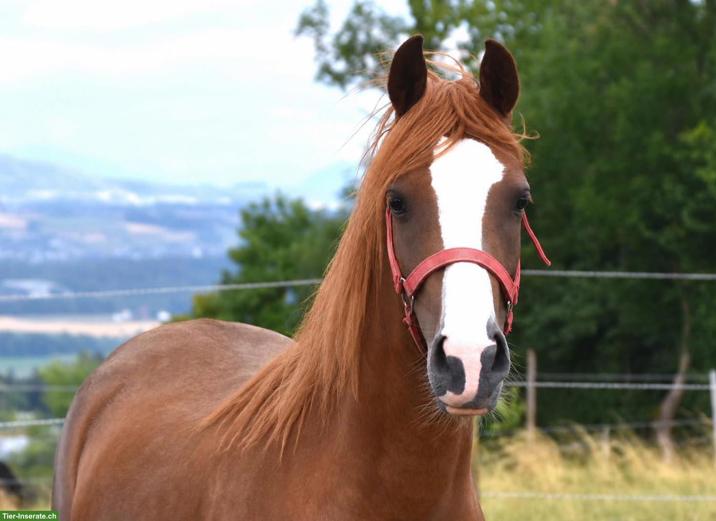 Bild 3: 2-jährige CH-Sportpony Stute aus eigener Zucht zu verkaufen