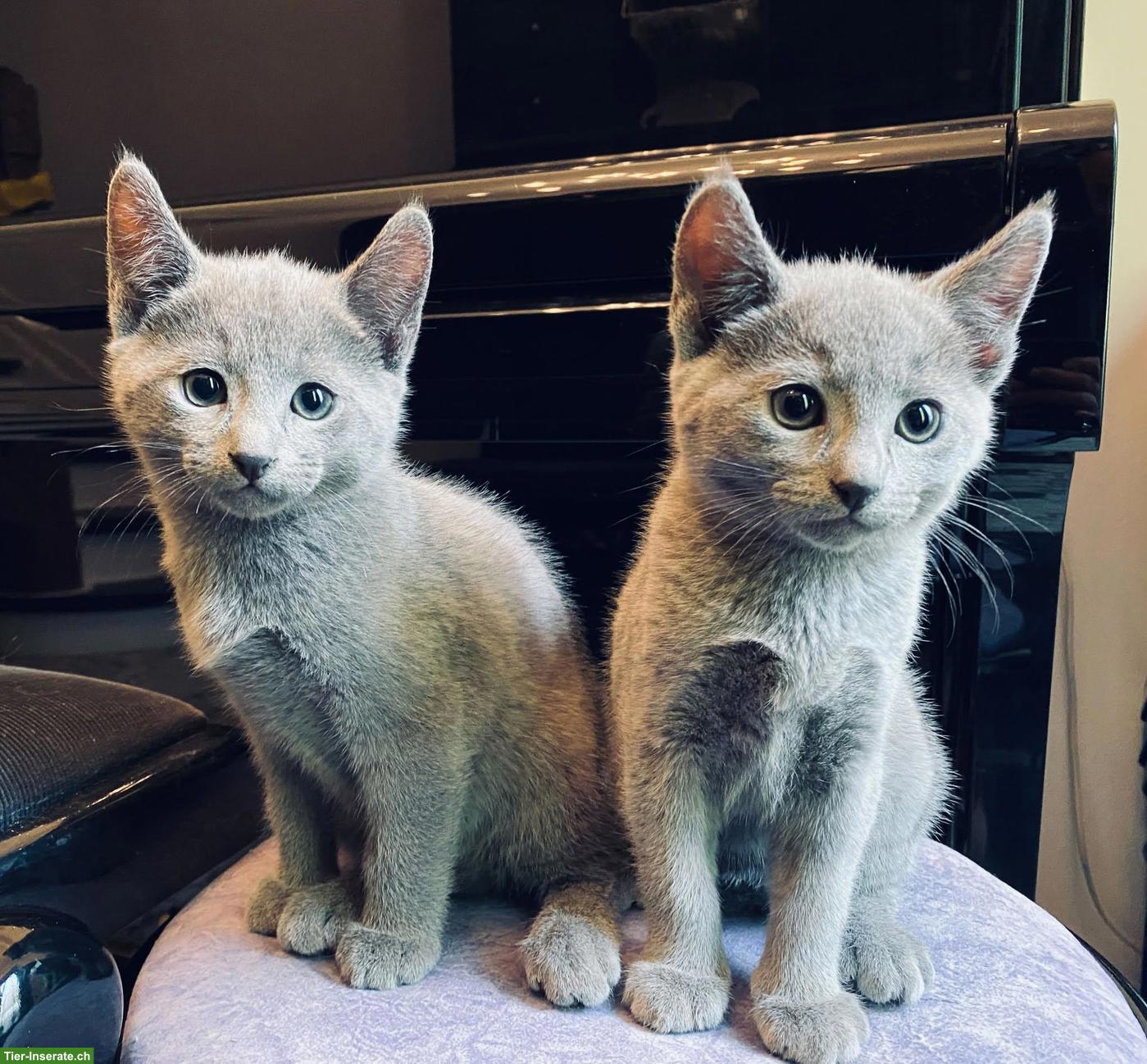 Russisch Blau Katzen, 1 Kater & 1 Weibchen