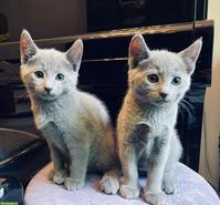 Russisch Blau Katzen, 1 Kater & 1 Weibchen