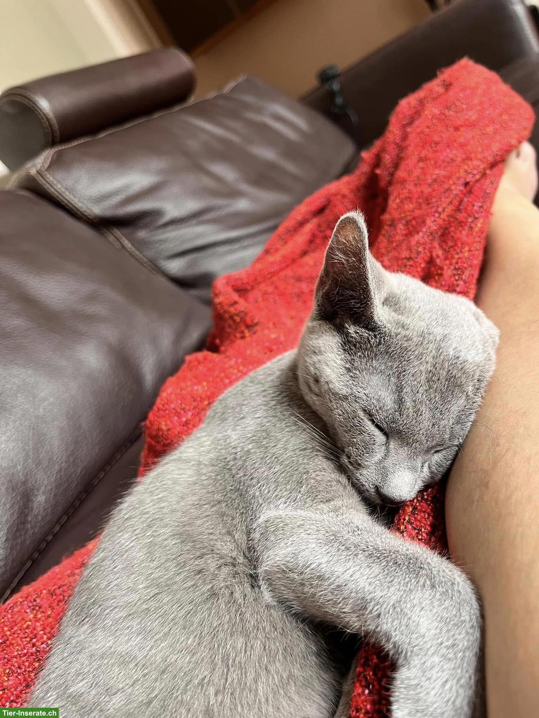 Bild 2: Russisch Blau Katzen, 1 Kater & 1 Weibchen