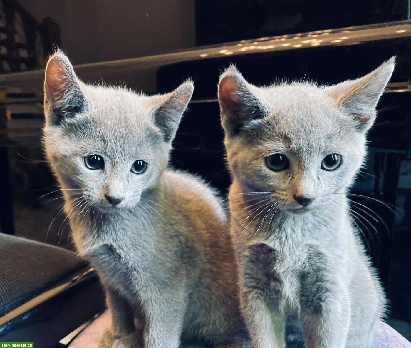 Bild 3: Russisch Blau Katzen, 1 Kater & 1 Weibchen