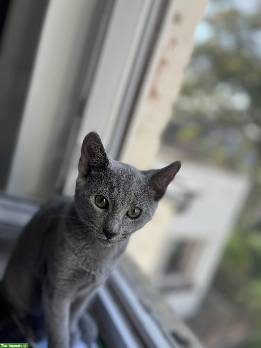 Bild 4: Russisch Blau Katzen, 1 Kater & 1 Weibchen
