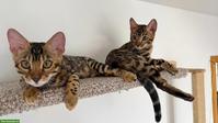 2 Bengal Kitten, Kater, geimpft, gechippt, mit WCF-Stammbaum