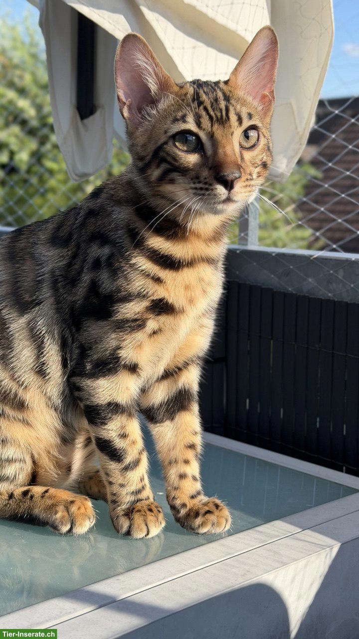 Bild 3: 2 Bengal Kitten, Kater, geimpft, gechippt, mit WCF-Stammbaum