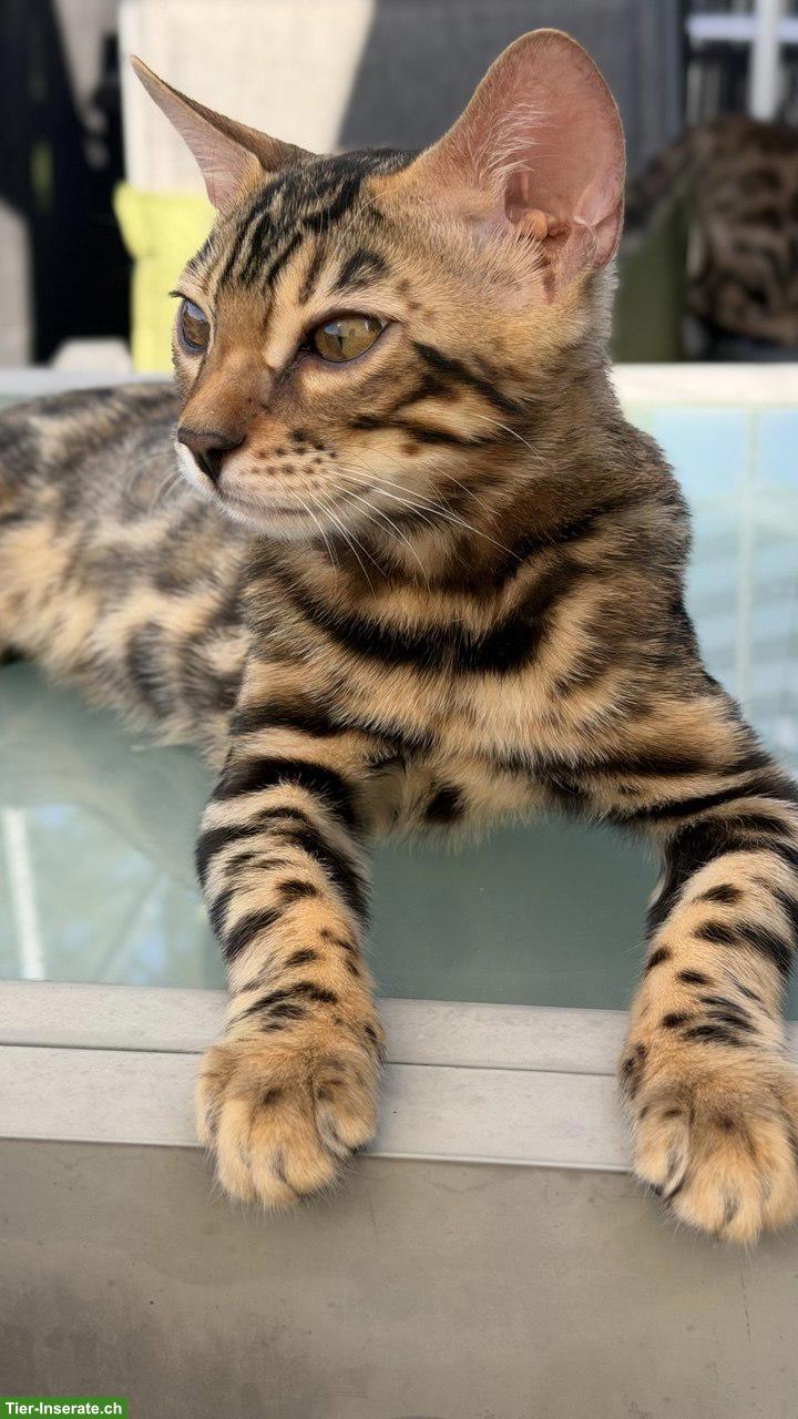 Bild 4: 2 Bengal Kitten, Kater, geimpft, gechippt, mit WCF-Stammbaum