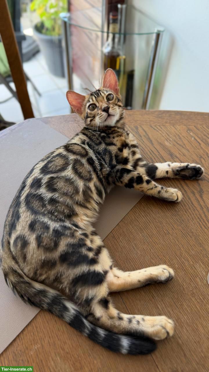 Bild 5: 2 Bengal Kitten, Kater, geimpft, gechippt, mit WCF-Stammbaum