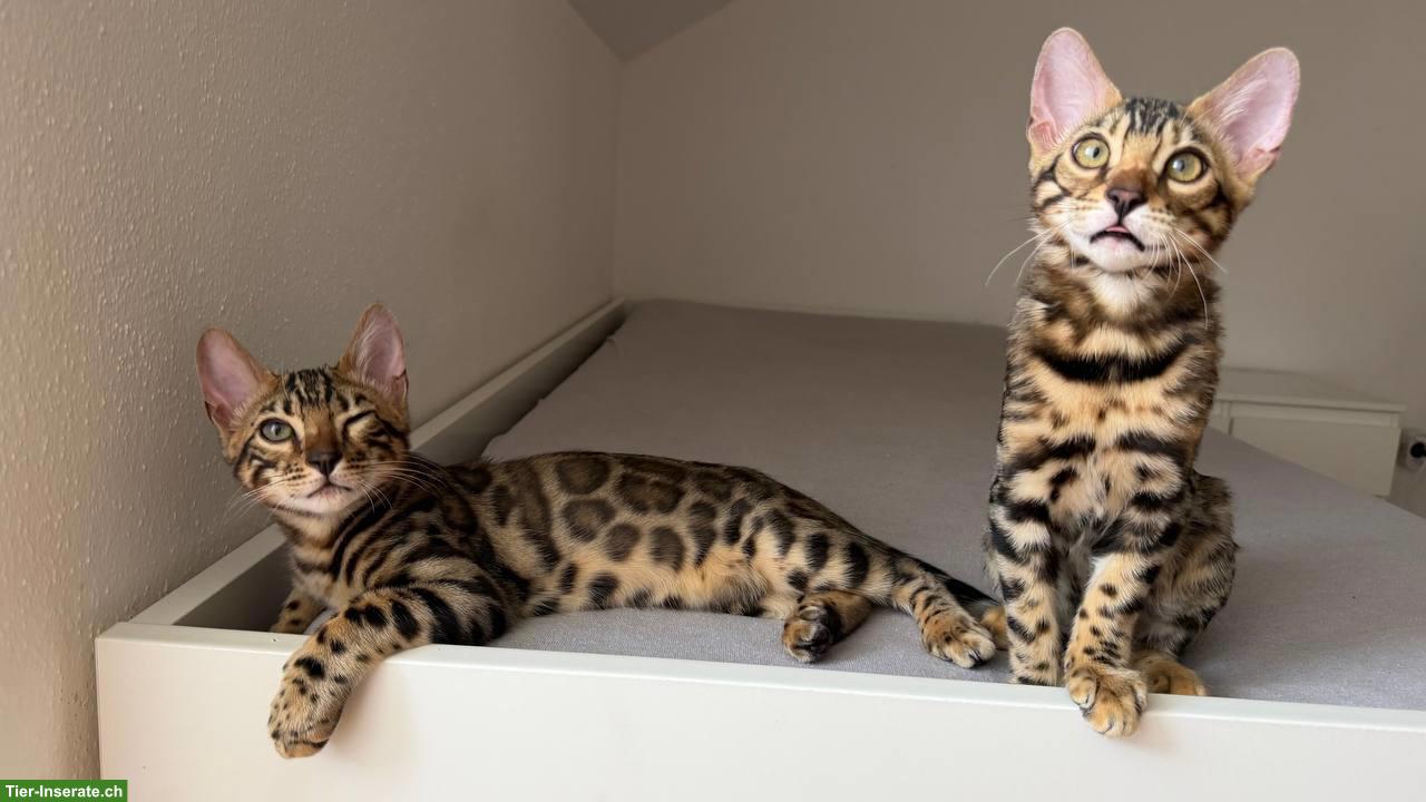 Bild 6: 2 Bengal Kitten, Kater, geimpft, gechippt, mit WCF-Stammbaum
