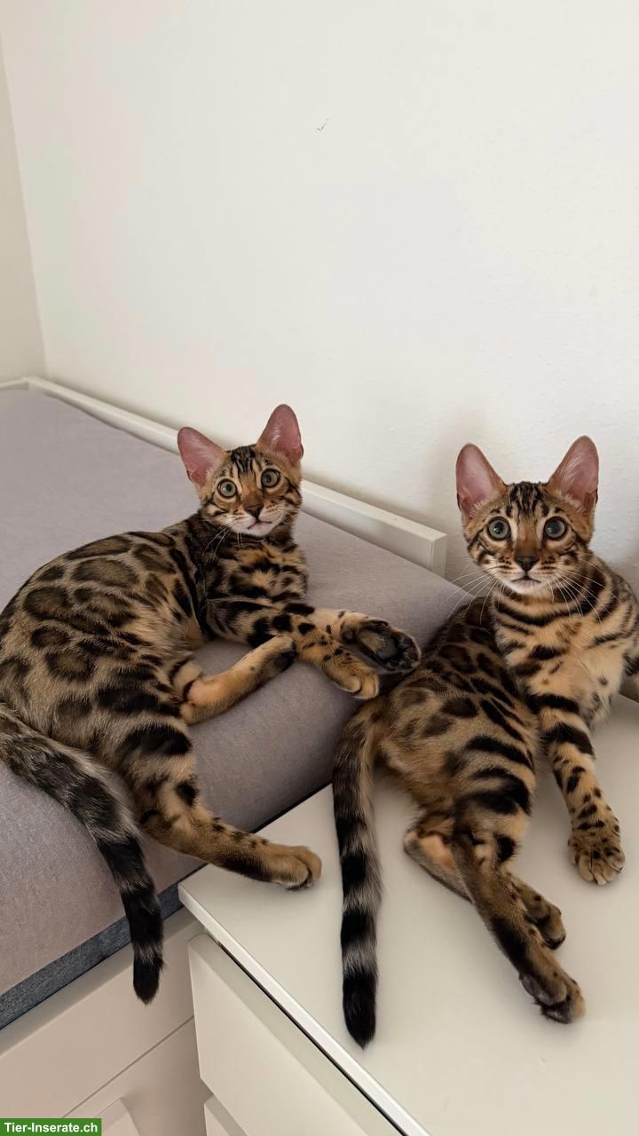 Bild 7: 2 Bengal Kitten, Kater, geimpft, gechippt, mit WCF-Stammbaum