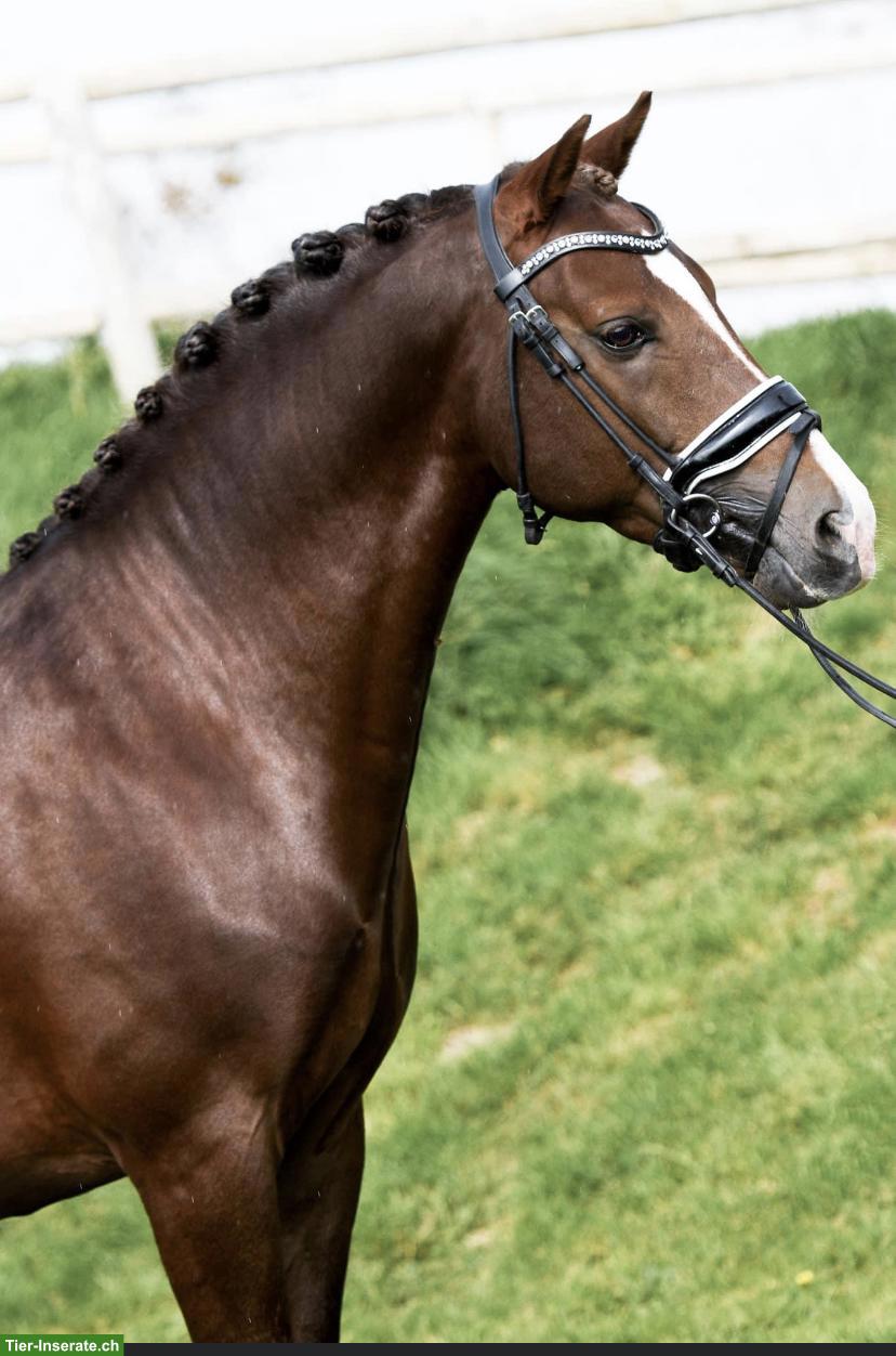 Sportpony Hengst mit Ausnahmecharakter zu verkaufen