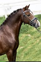Sportpony Hengst mit Ausnahmecharakter zu verkaufen
