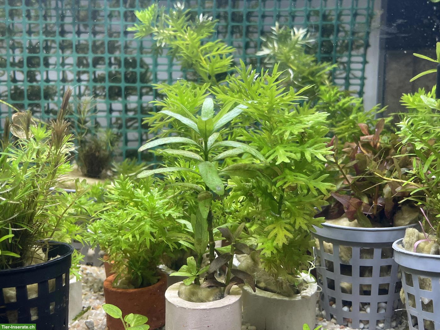 Verschiedene Aquarienpflanzen zu verkaufen