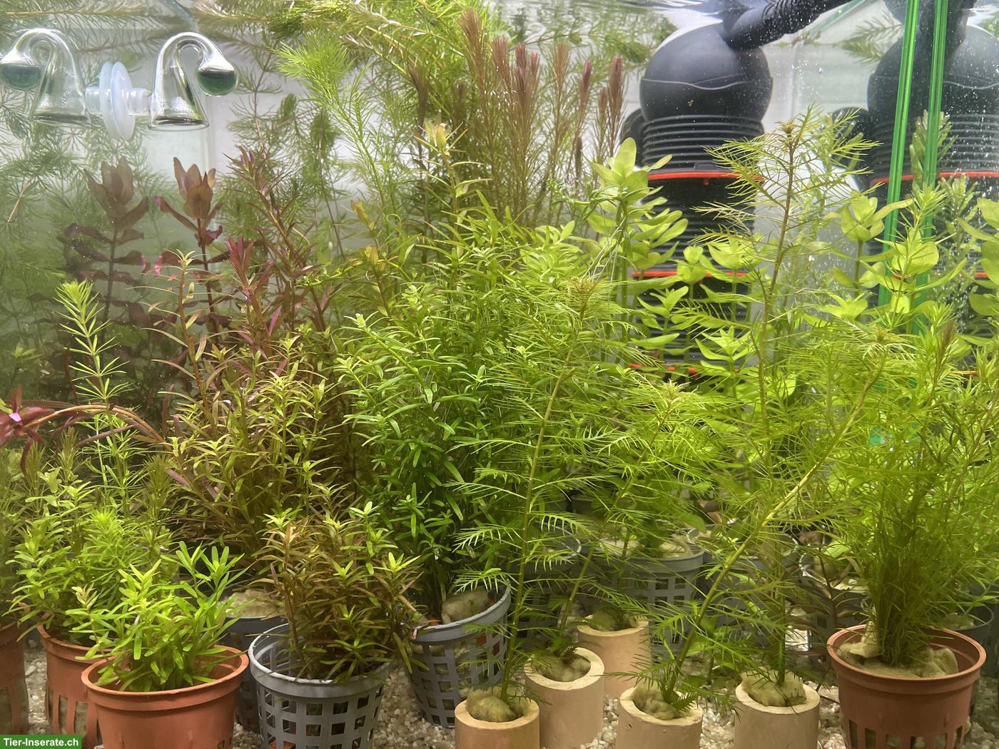 Bild 2: Verschiedene Aquarienpflanzen zu verkaufen