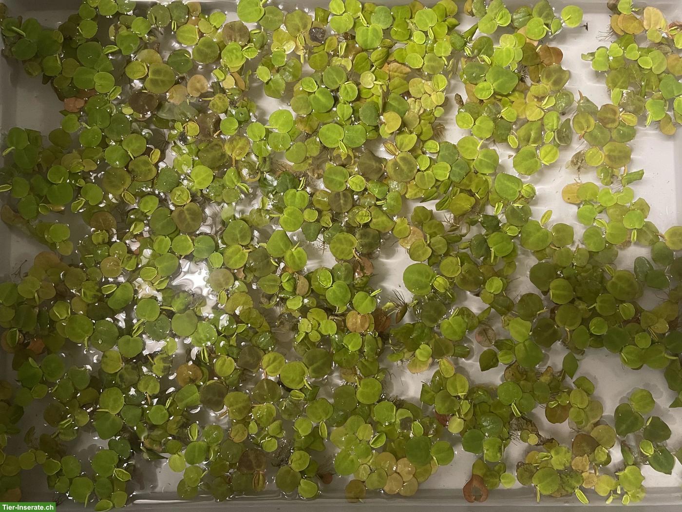 Bild 3: Verschiedene Aquarienpflanzen zu verkaufen