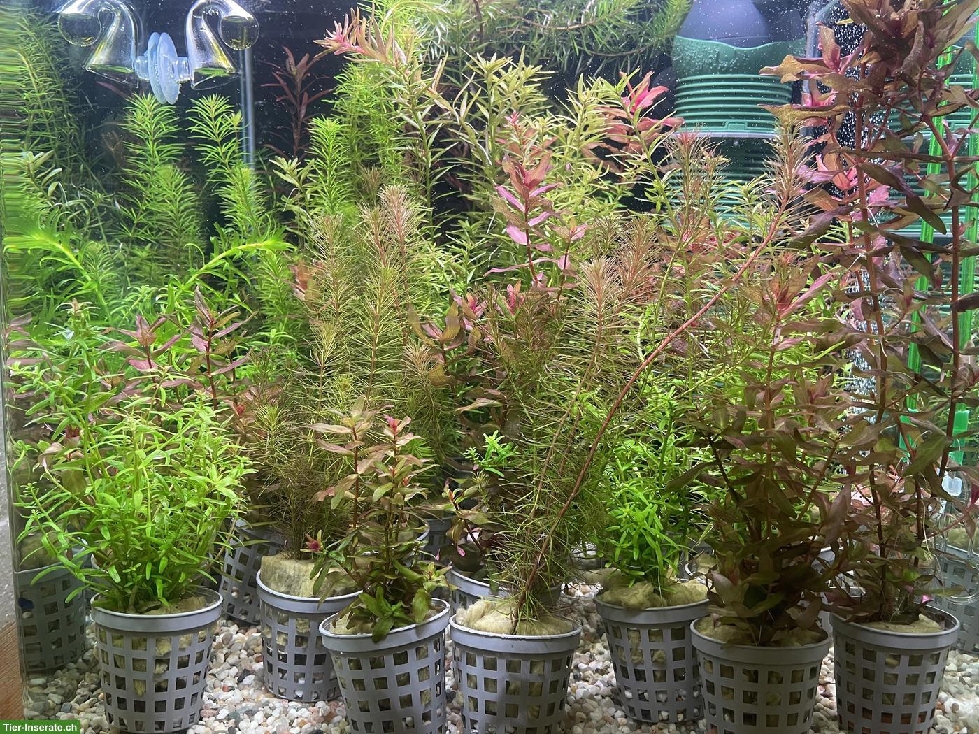 Bild 4: Verschiedene Aquarienpflanzen zu verkaufen