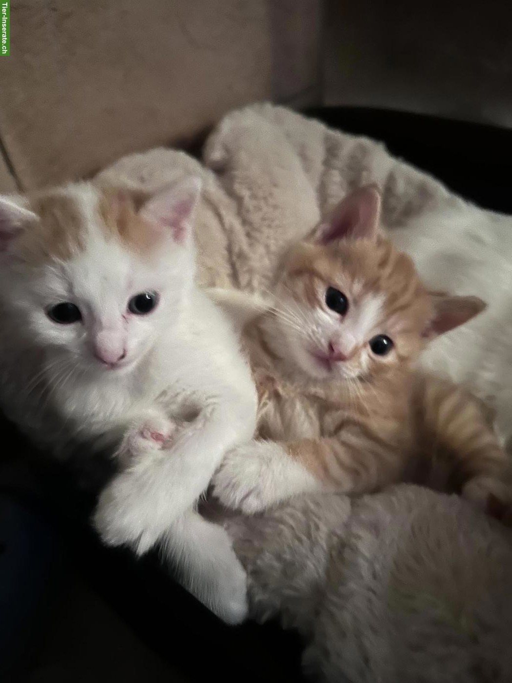 Kätzchen Leo & Lars suchen tolles neues Zuhause mit Freigang