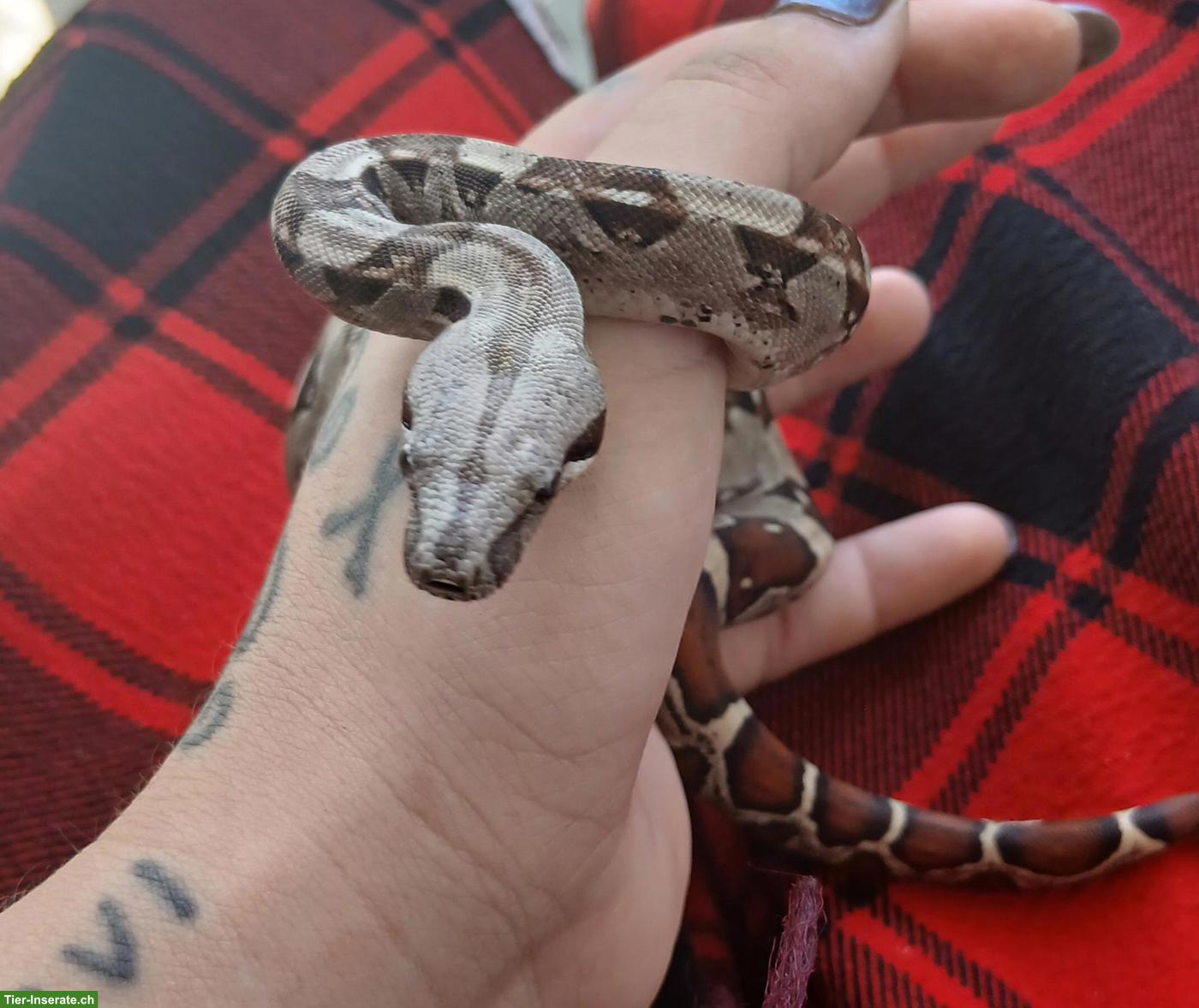 Boa constrictor imperator Jungtiere