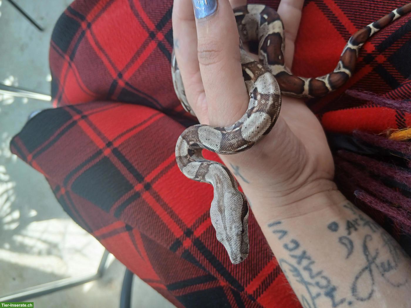 Bild 2: Boa constrictor imperator Jungtiere