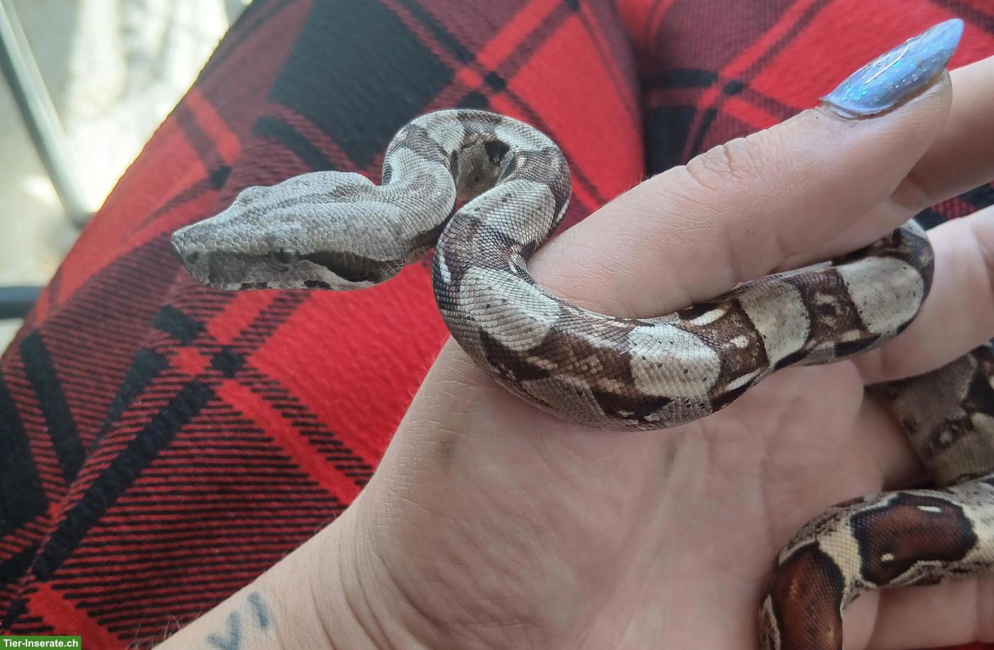 Bild 3: Boa constrictor imperator Jungtiere