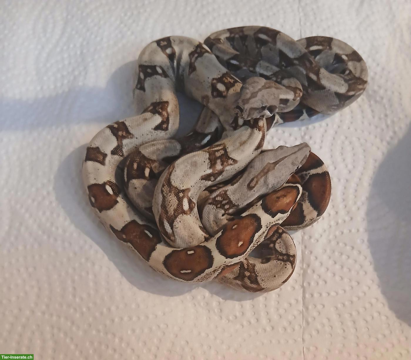 Bild 4: Boa constrictor imperator Jungtiere