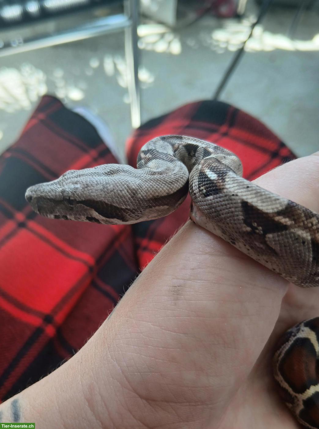 Bild 5: Boa constrictor imperator Jungtiere