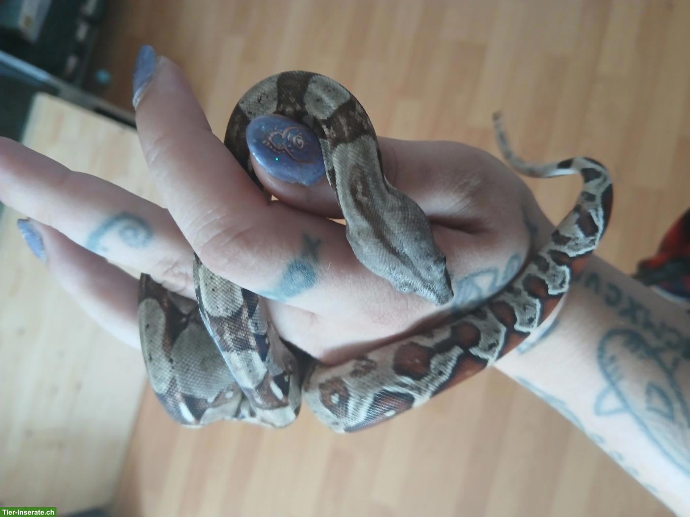 Bild 6: Boa constrictor imperator Jungtiere