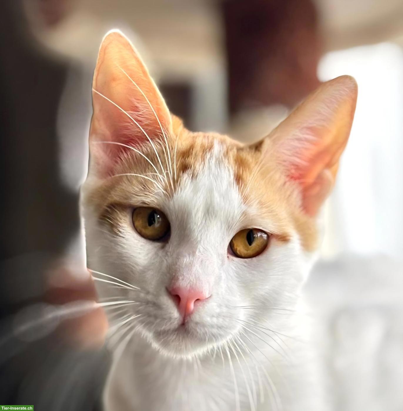 Kater Remi, ein grosses Herz auf vier Pfoten