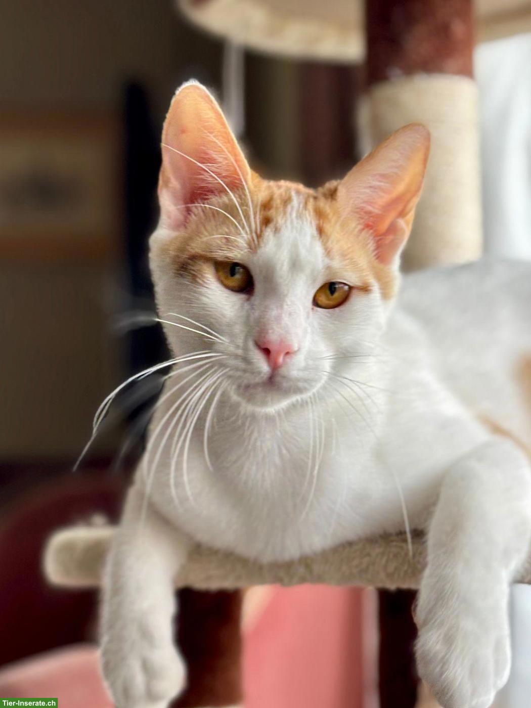 Bild 2: Kater Remi, ein grosses Herz auf vier Pfoten