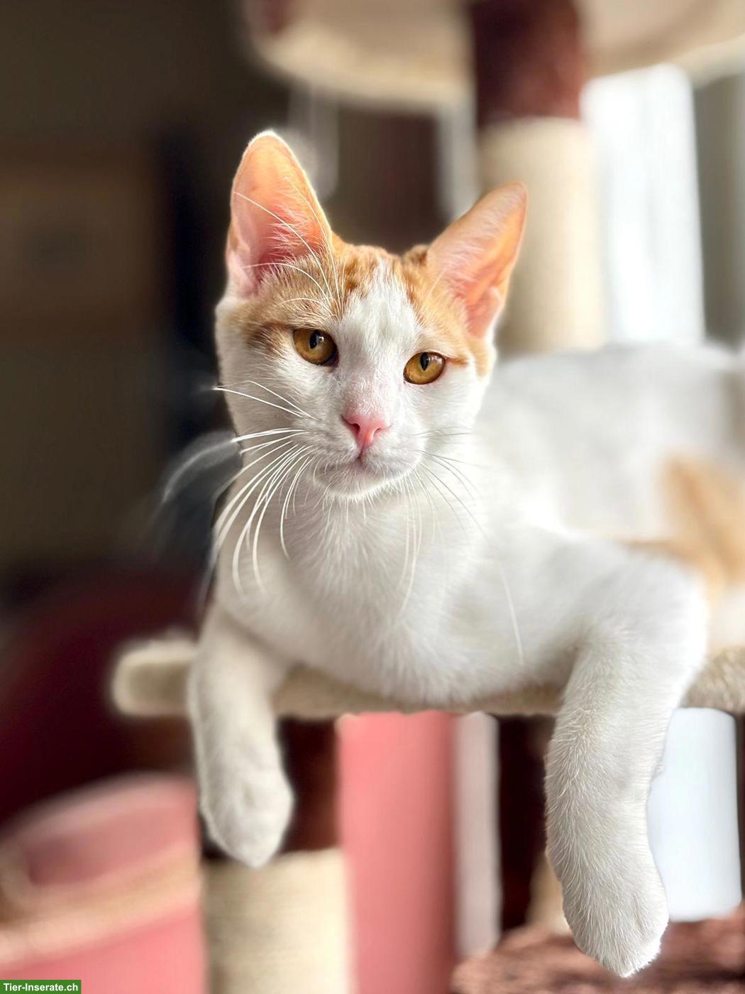 Bild 3: Kater Remi, ein grosses Herz auf vier Pfoten