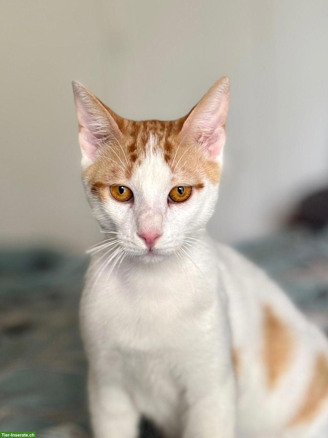 Bild 5: Kater Remi, ein grosses Herz auf vier Pfoten