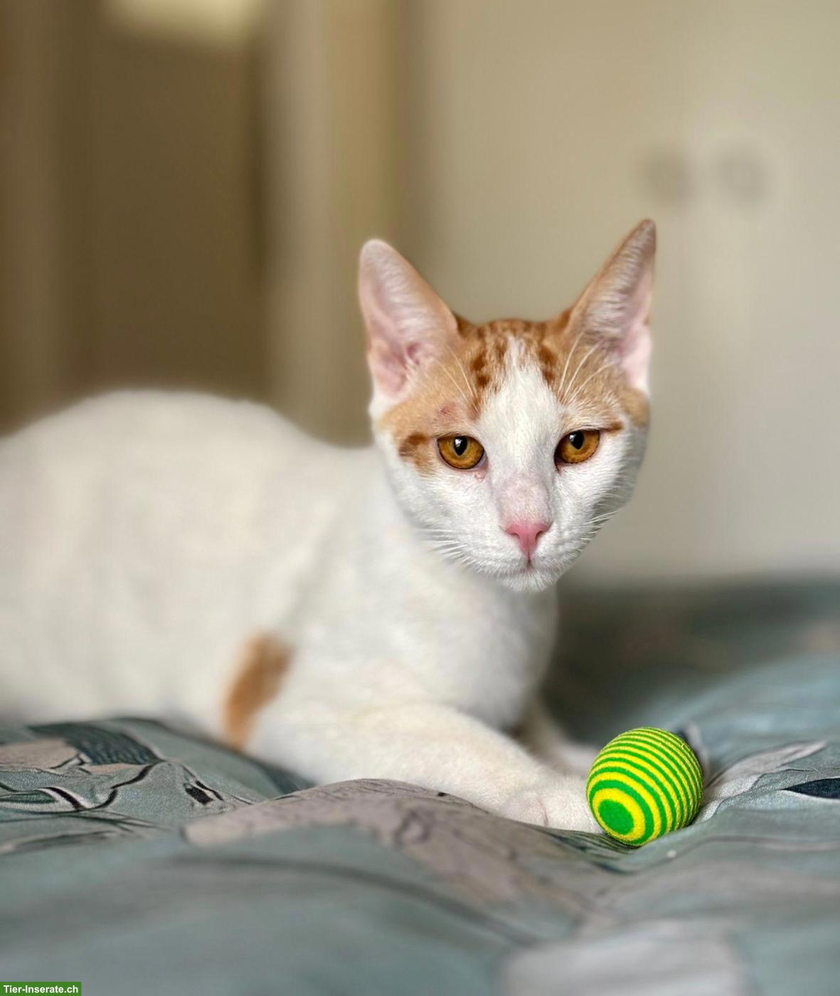 Bild 7: Kater Remi, ein grosses Herz auf vier Pfoten