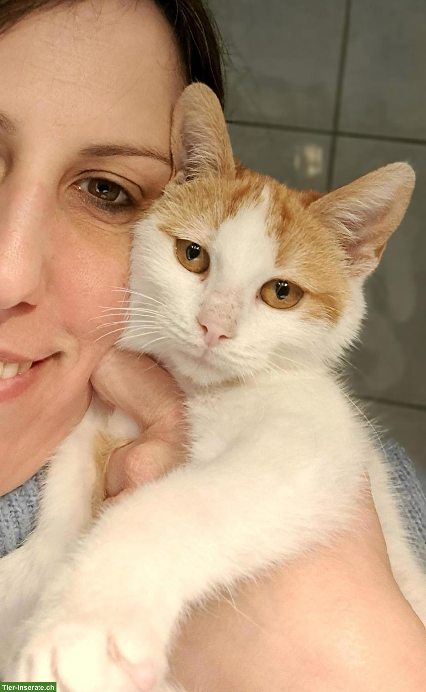 Bild 8: Kater Remi, ein grosses Herz auf vier Pfoten