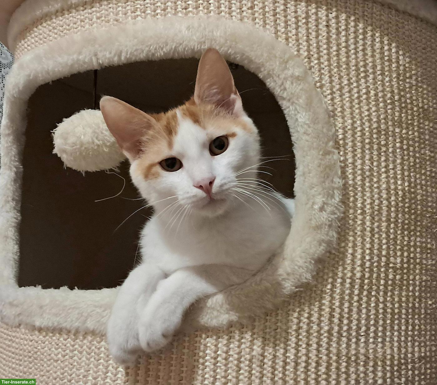 Bild 9: Kater Remi, ein grosses Herz auf vier Pfoten