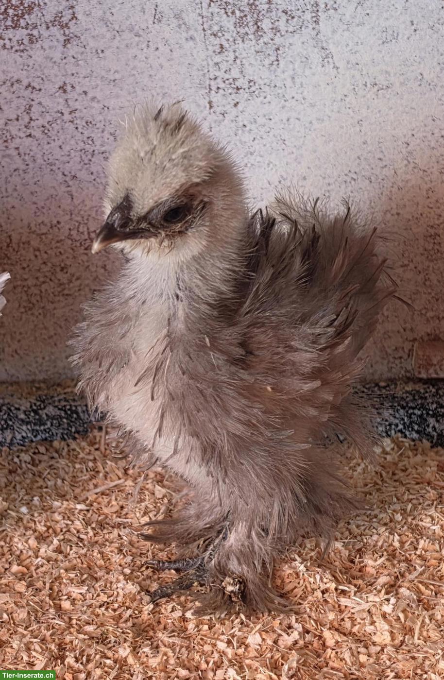 Junge US Silkies Hennen