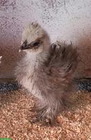 Junge US Silkies Hennen
