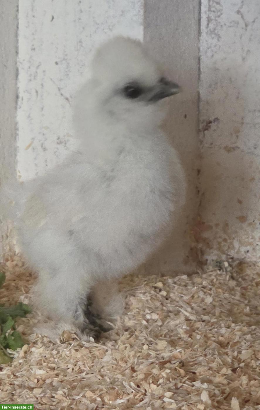 Bild 2: Junge US Silkies Hennen