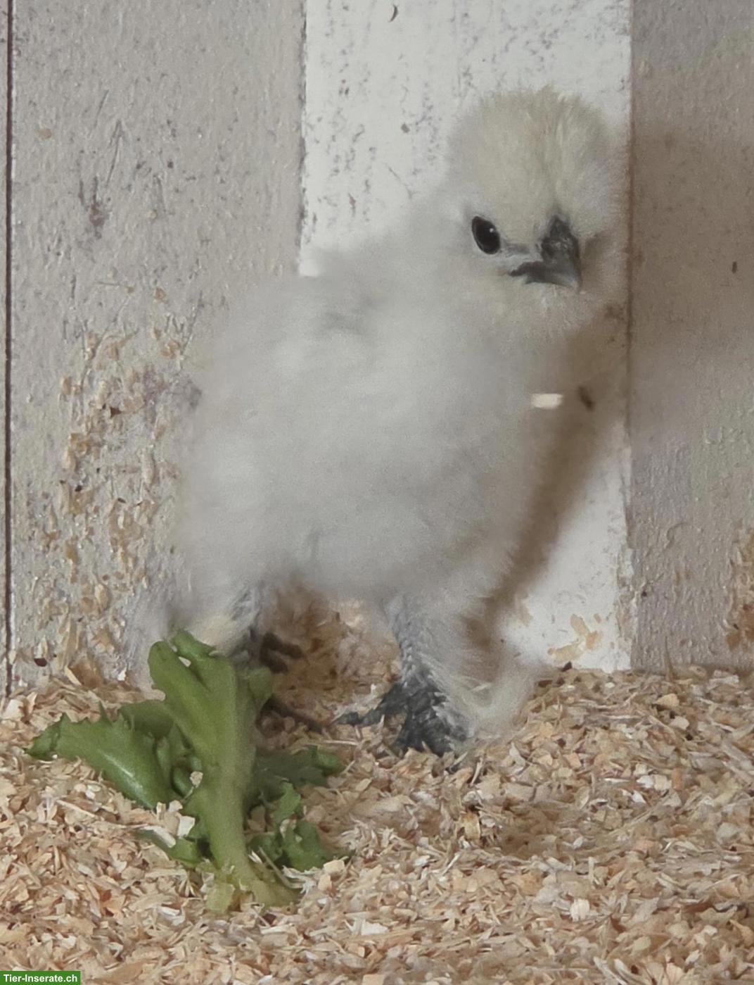 Bild 3: Junge US Silkies Hennen