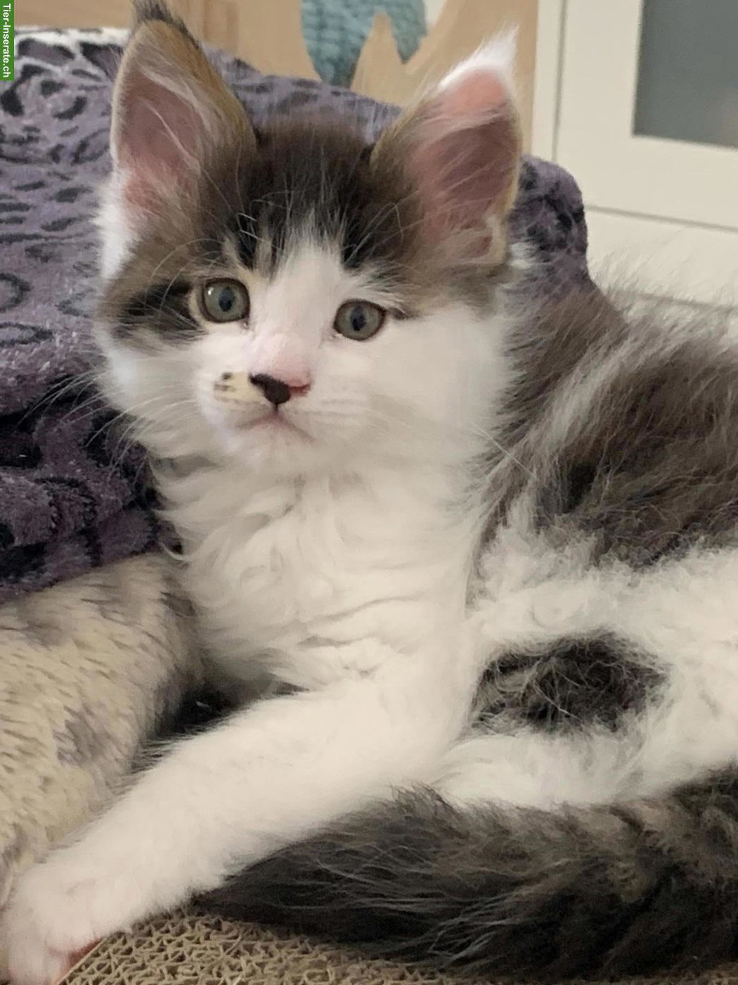 Maine Coon Kätzchen mit Stammbaum aus der Zentralschweiz