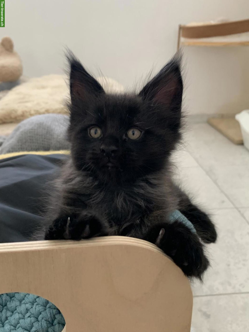Bild 2: Maine Coon Kätzchen mit Stammbaum aus der Zentralschweiz