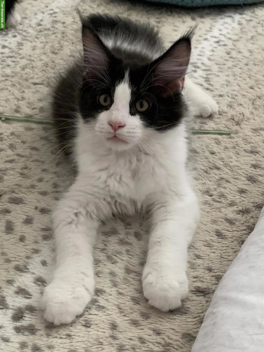 Bild 3: Maine Coon Kätzchen mit Stammbaum aus der Zentralschweiz