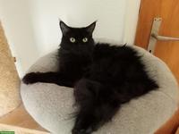 Schwarze Maine Coon Katze Muffin