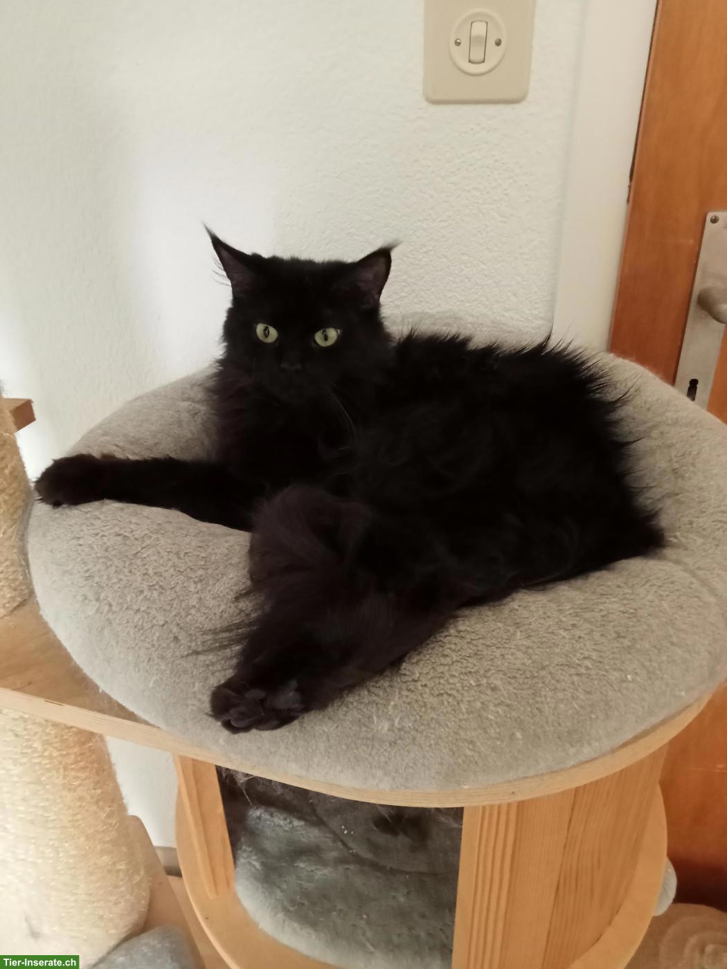 Bild 2: Schwarze Maine Coon Katze Muffin