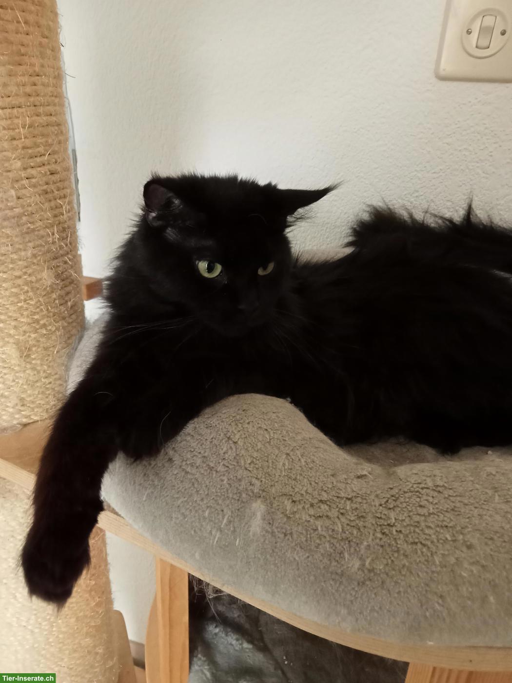 Bild 3: Schwarze Maine Coon Katze Muffin