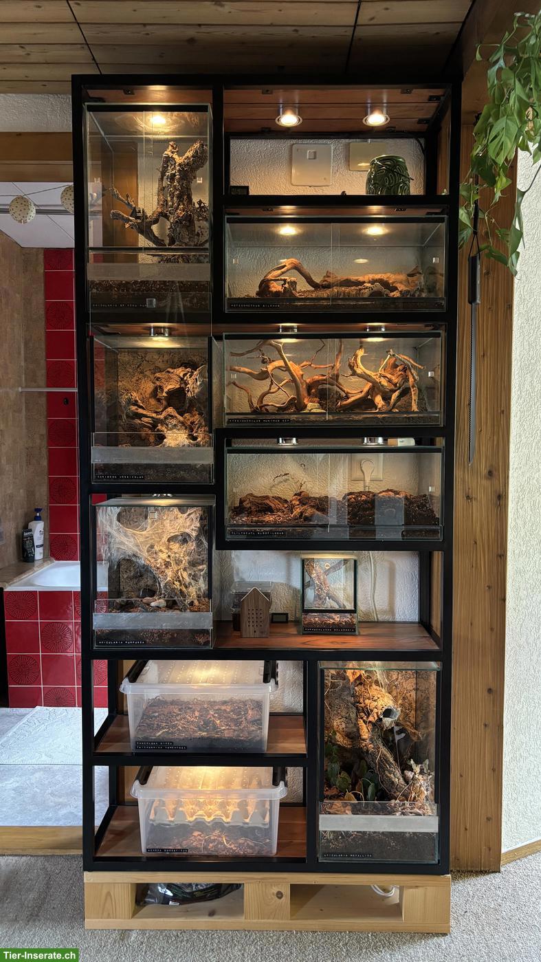 Terrarien-Gestell inkl. Vogelspinnen & Beleuchtung