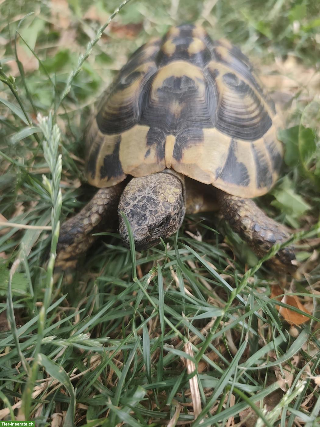Griechische Landschildkröte, männlich, 16-jährig